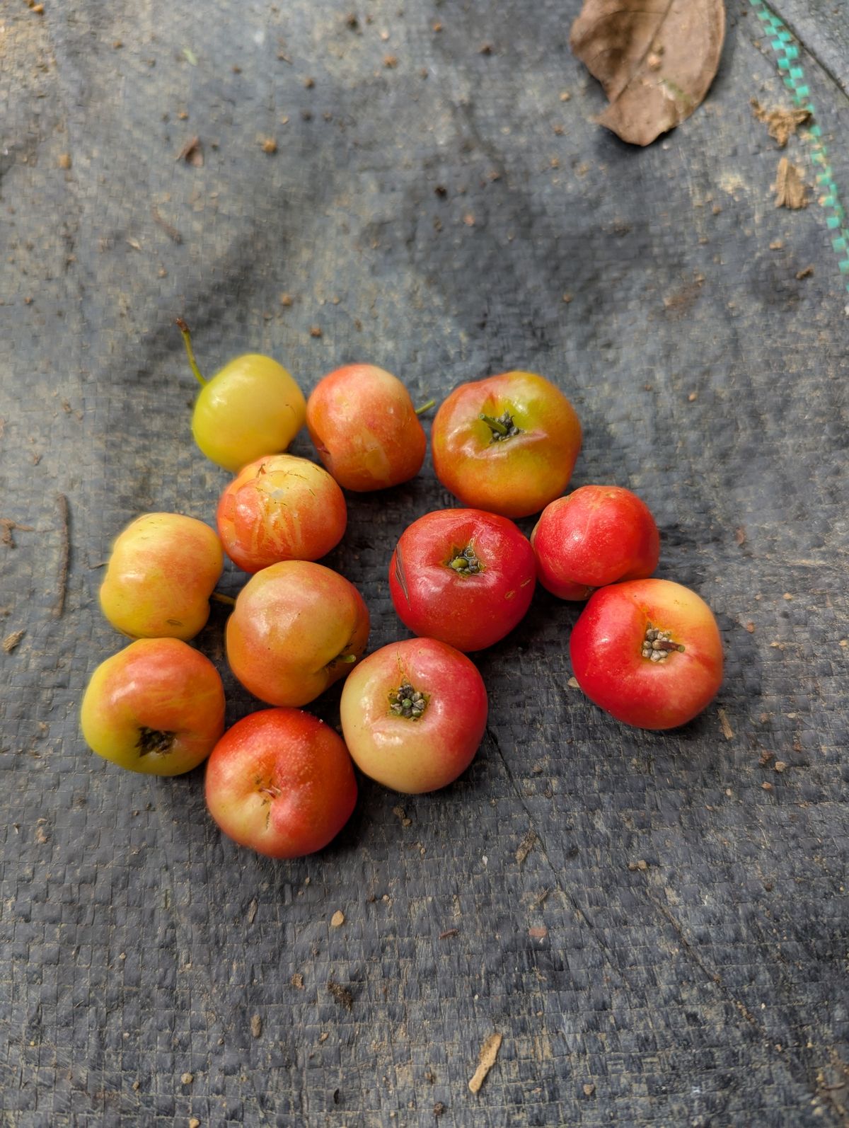 Barbados cherry at Greens N Berries