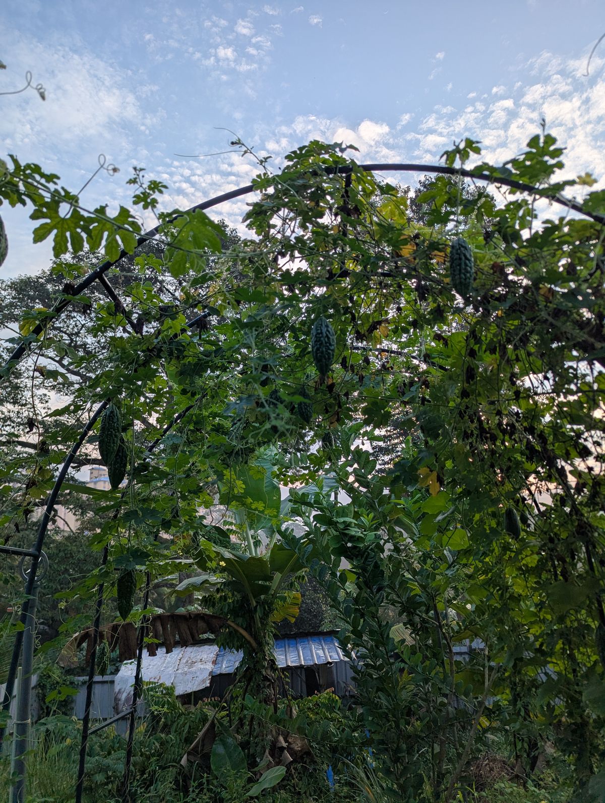 Bitter gourd harvest