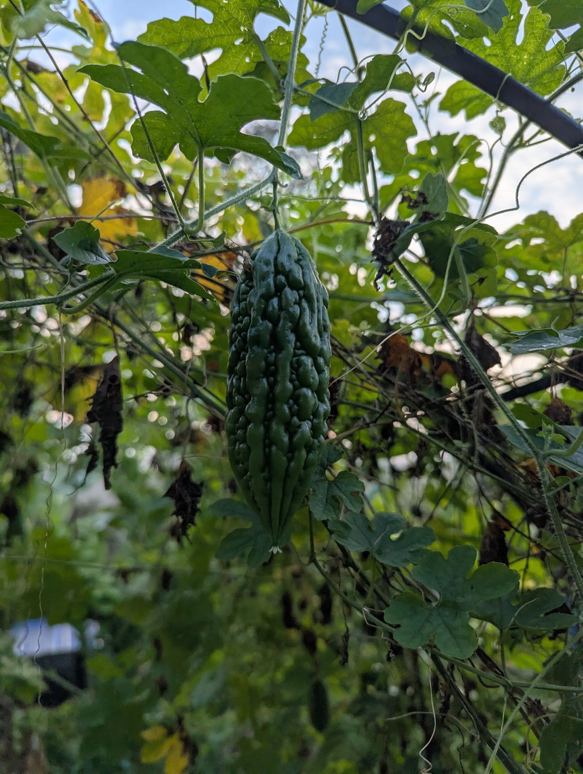 Bitter gourd harvest