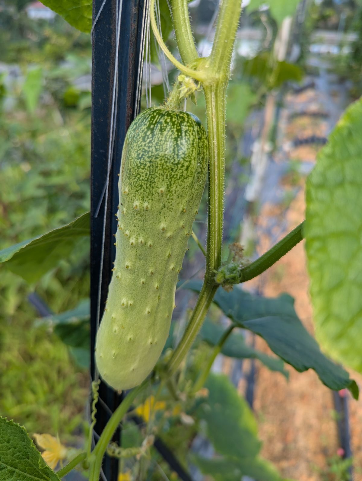 Cucumber at Greens N Berries