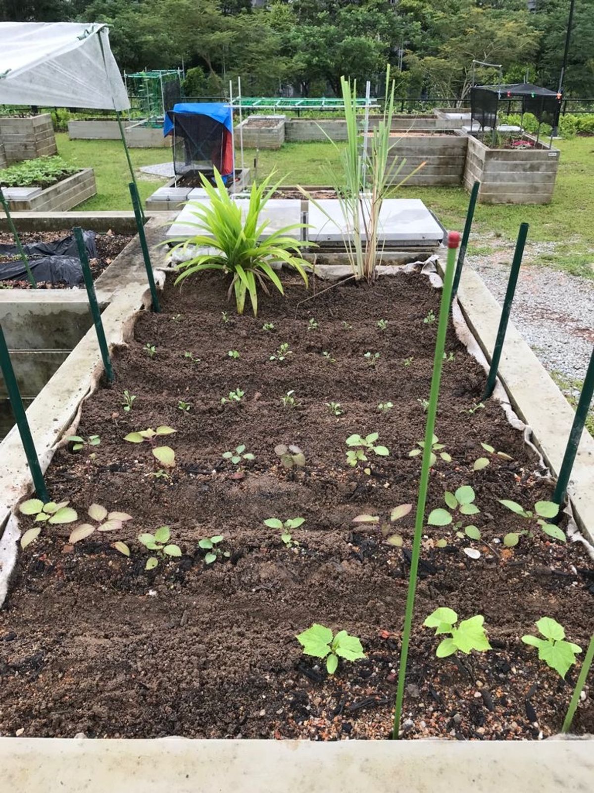 Greens N Berries garden