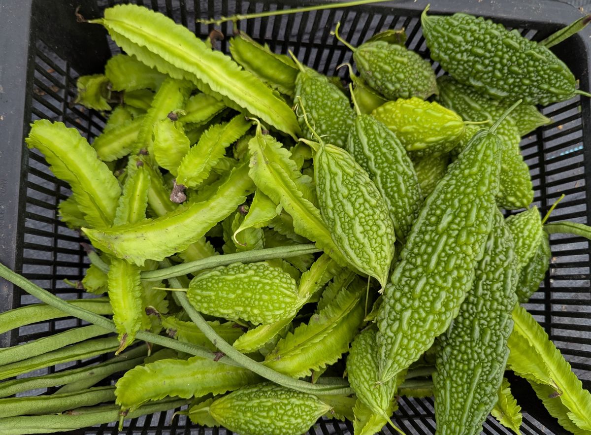 Long bean, bitter gourd, and winged bean