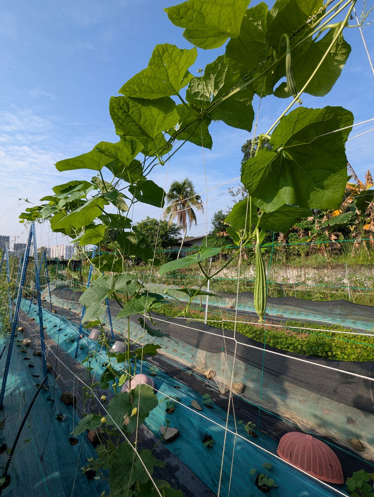 Luffa at Greens N Berries
