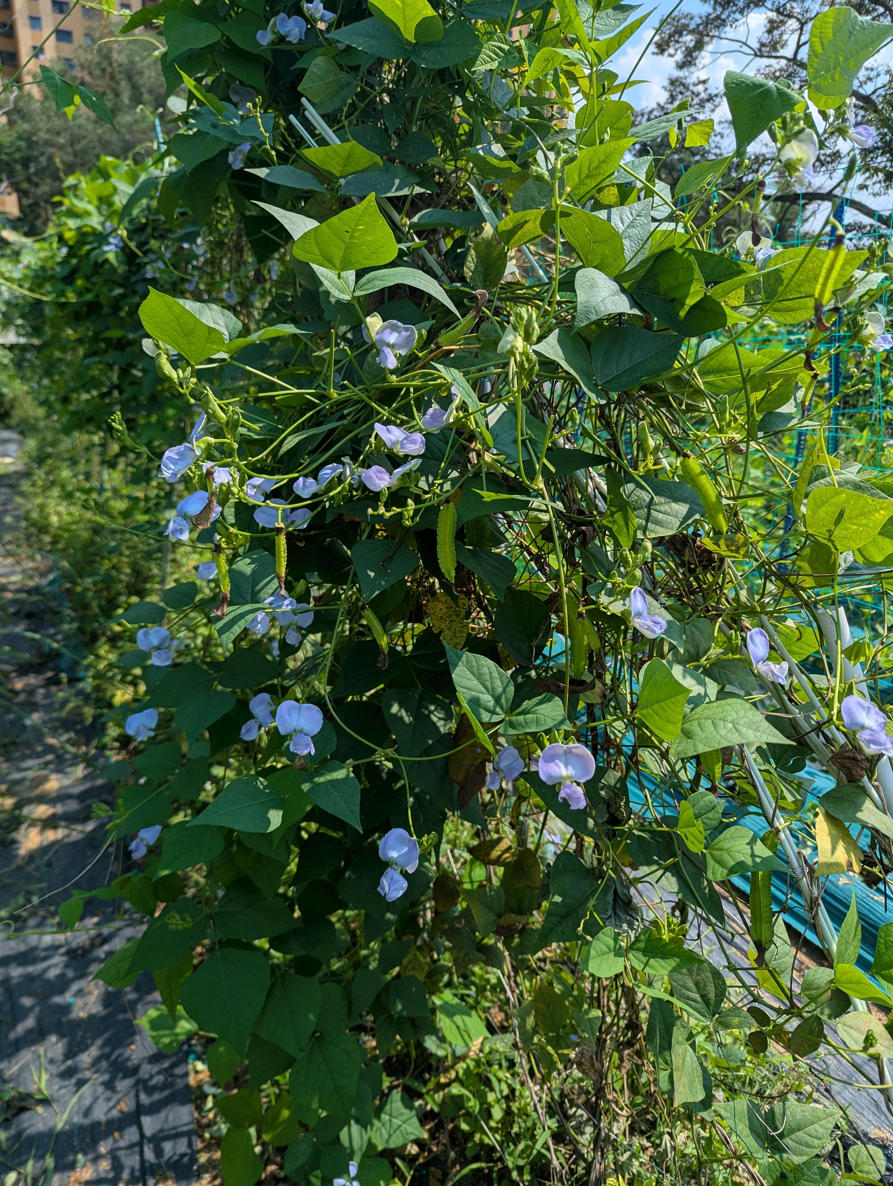 Winged Bean